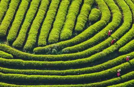 農(nóng)夫山泉泡茶水，創(chuàng)新“茶水”新標準