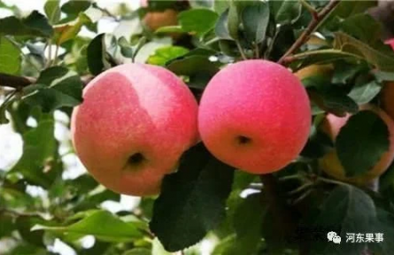 “瑞香紅”品種內(nèi)在品質(zhì)在現(xiàn)有品種中具有極強(qiáng)的比較優(yōu)勢(shì)。