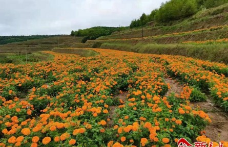 甘肅甘谷大莊鎮(zhèn)：采菊“楊坡”下 花開幸福來(lái)