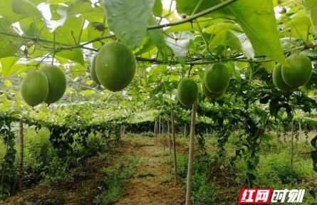 湖南新田：羅漢果飄香，鄉(xiāng)村振興產(chǎn)業(yè)旺