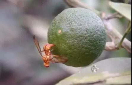 科普 | 蚊子會被核技術(shù)消滅嗎？