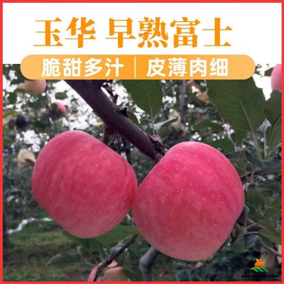 陜西白水早熟蘋(píng)果玉華富士蘋(píng)果水果禮盒