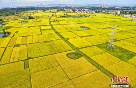 中西方豐收節(jié)有何文化共性？