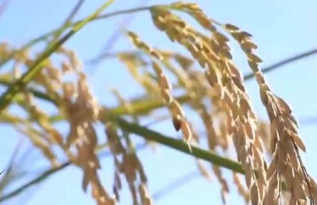 黑龍江：秋收工作已全面展開(kāi) 金秋十月收獲季 稻花香里看豐年