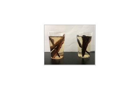 63、成果名稱：靈芝子實(shí)體汽爆飲片茶加工技術(shù)