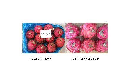 11、成果名稱：火龍果貯藏保鮮關鍵技術(shù)