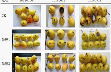 3、成果名稱：梨貯運(yùn)品質(zhì)質(zhì)量控制關(guān)鍵技術(shù)