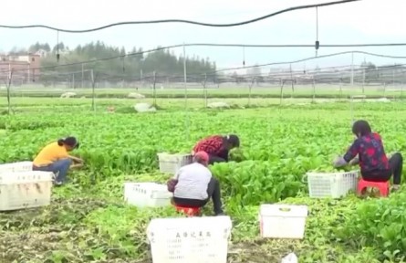 農(nóng)業(yè)農(nóng)村部：五大舉措保障2021年冬季至2022年春季蔬菜供應