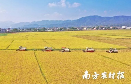 美“稻”了！廣東絲苗米喜豐收