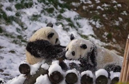 快來(lái)圍觀秦嶺大熊貓打雪仗！