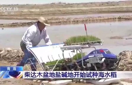 了不起！袁隆平團隊在柴達木盆地鹽堿地試種“海水稻”