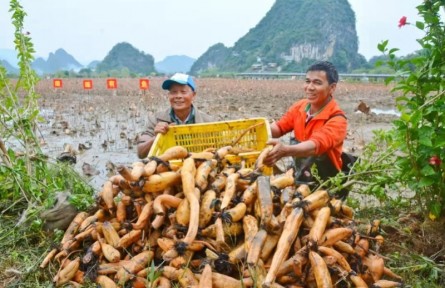 前三季度廣東第一產(chǎn)業(yè)固定投資同比增長(zhǎng)近五成，八大舉措擴(kuò)大有效投資