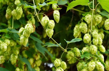 物種故事 | 啤酒花：啤酒苦不苦，我說了算