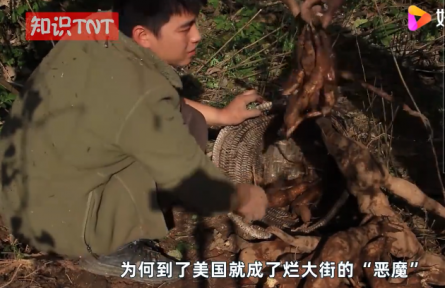 “亞洲人參”葛根在美國泛濫成災(zāi)，為何他們寧愿花錢清理也不吃？