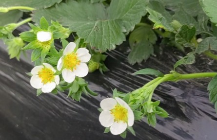 草莓開(kāi)花期養(yǎng)護(hù)要點(diǎn)