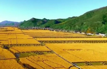遼寧桓仁：抓品質(zhì)強品牌 桓仁大米香飄全國