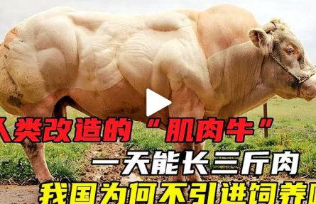 人類改造的“肌肉?！? 一天能長三斤肉