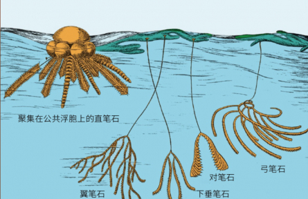 科普知識(shí) | 這種動(dòng)物愛“涂鴉”，還能發(fā)現(xiàn)大油田？