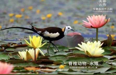 物種故事 | 水雉：雌鳥“開疆擴土” 雄鳥孵卵喂食