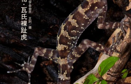 物種故事 | 瓦氏裸趾虎：雖然不會爬窗戶，可我長得萌?。?></a></td>
<td align=