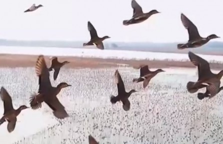 我國確定生物多樣性保護目標?