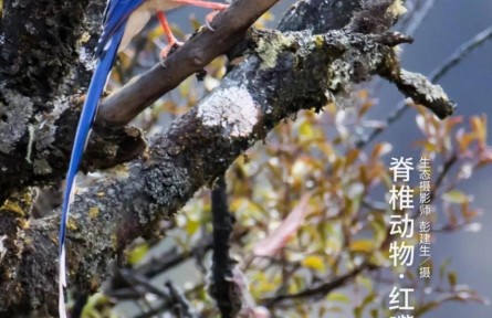 物種故事 | 紅嘴藍鵲：你的好奇，可能會害得我“拋妻棄子”