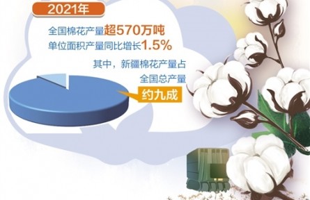 主產(chǎn)區(qū)3000多萬畝棉花已被陸續(xù)收購——棉花量穩(wěn)質升 種棉收益增長