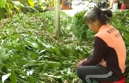 海南?？谙虂?lái)村：富貴竹鋪就致富路 村民生活節(jié)節(jié)高