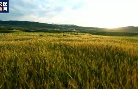 2021年新疆棉花質量效益雙提升 總產(chǎn)量占全國近九成