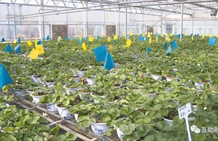 青?；ブ焊咴葺N植帶動農(nóng)民增收致富