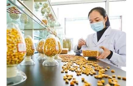 “中國(guó)糧主要用中國(guó)種”，為糧食安全筑牢種業(yè)基石
