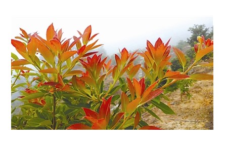物種故事 | 木荷：我是“木上荷花”，也是生物防火衛(wèi)士