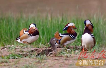 鴛鴦小知識：怎么分辨雌雄，在哪棲息，以何為食