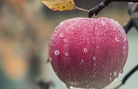 蘋果樹發(fā)生老翹皮、腐爛病應(yīng)如何處理？