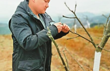 海歸碩士陳智天變“新農人”：搞農業(yè)并不比研發(fā)芯片容易