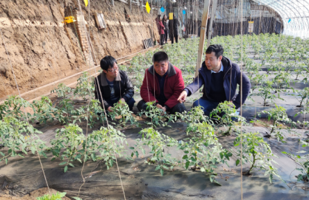 遼寧省農(nóng)業(yè)科學(xué)院科技共建蔬菜團(tuán)隊到鐵嶺、撫順開展技術(shù)服務(wù)