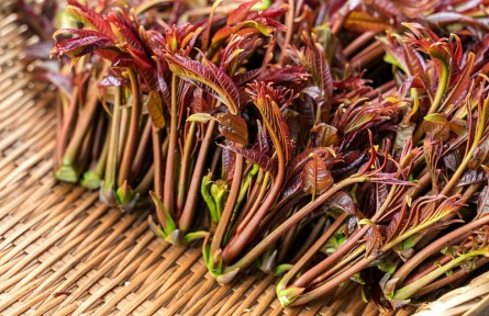 香椿美味營養(yǎng)好卻含有亞硝酸鹽？ 吃香椿前，千萬別忘記這一步