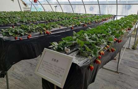 北京昌平86個(gè)草莓品種進(jìn)行試種篩選，豐富品類(lèi)助農(nóng)增收