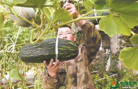 餐桌天天“見綠”，我軍高原部隊(duì)鮮菜保障能力大幅提升