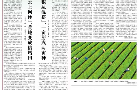 “云上問診”，荒地變成倍增田