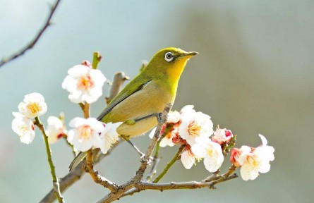 春分：燕子來(lái)時(shí)，陌上花開(kāi)