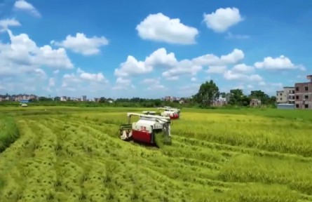 廣東化州：農業(yè)托管助力春耕