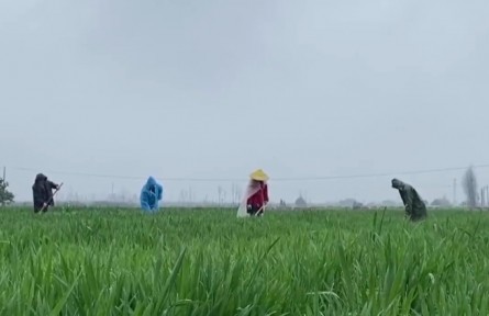 ?“倒春寒”來襲 湖北做好應(yīng)對(duì)保春耕