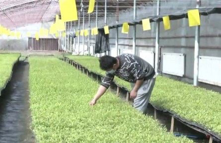 新疆：春耕好時(shí)節(jié) 育苗助豐年?
