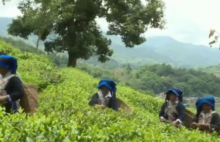 云南：春暖茶飄香 茶農(nóng)采茶忙