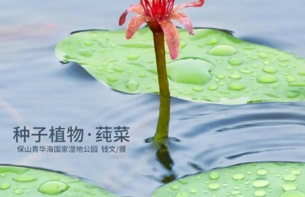 物種故事 | 莼菜：吃野生的我是違法的！