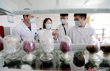 新疆農(nóng)業(yè)大學(xué)農(nóng)學(xué)院棉花創(chuàng)新團(tuán)隊：育好一粒種 開出“幸?；ā?></a></td>
<td align=