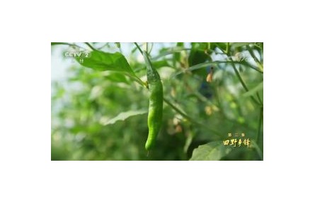 六級大型紀錄片《種子  種子》| 第二集：田野爭鋒