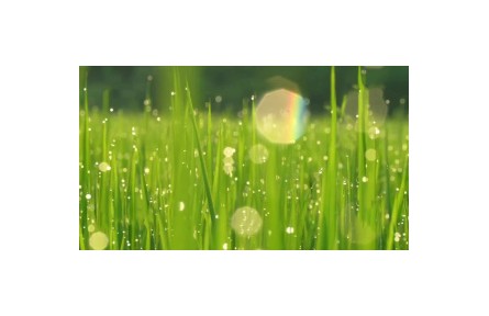 六級大型紀錄片《種子 種子》| 第四集：萬物生長