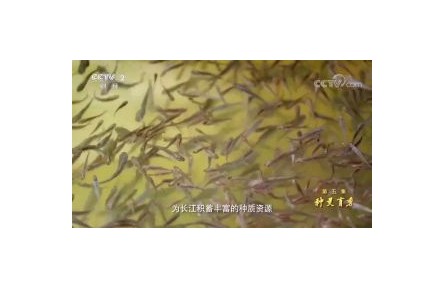 六級大型紀錄片《種子 種子》| 第五集：種靈育秀